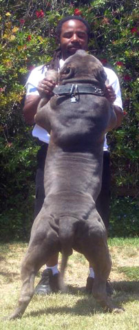 american bully 2xl